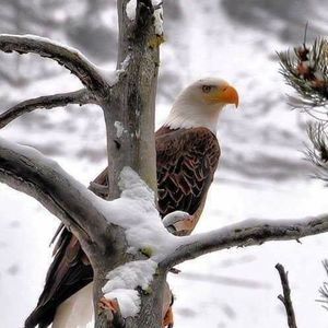 Meet your Posher, Earl